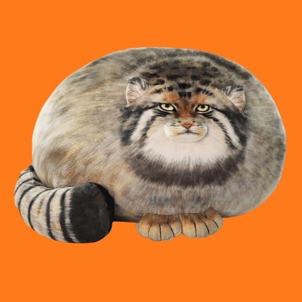 The Perpetually Furious Cat Pillow Based on a Real Animal That Actually Looks Like That
